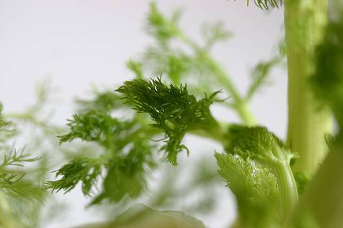 immagine dell'articolo