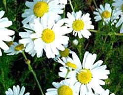 immagine dell'articolo