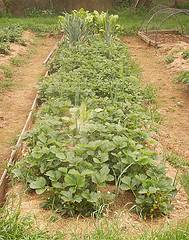 immagine dell'articolo