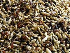 immagine dell'articolo