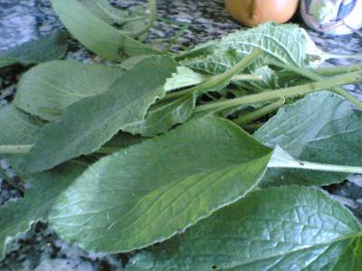 immagine dell'articolo