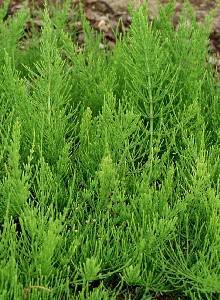 immagine dell'articolo