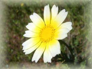 l'image de l'article