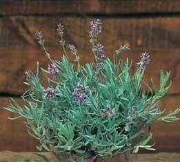 l'image de l'article