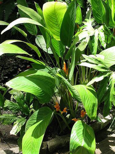 immagine dell'articolo