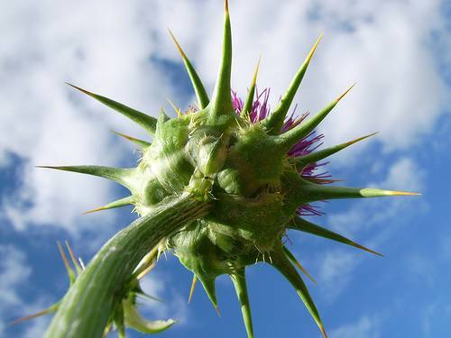 immagine dell'articolo