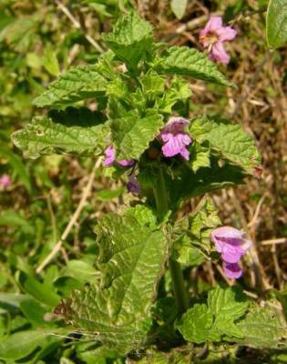 l'image de l'article