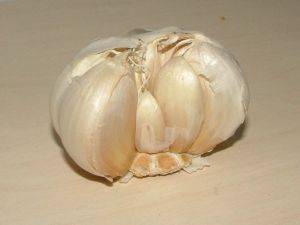 immagine dell'articolo