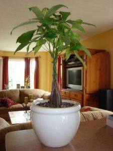 immagine dell'articolo