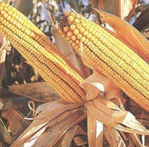 immagine dell'articolo