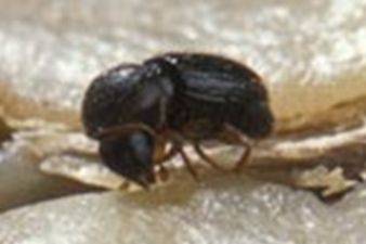 immagine dell'articolo