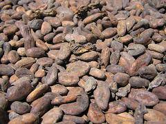 immagine dell'articolo