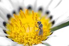 immagine dell'articolo