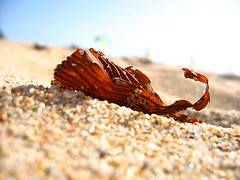 l'image de l'article