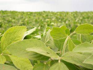 immagine dell'articolo