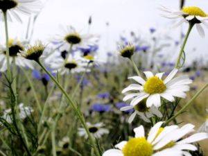 immagine dell'articolo