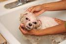 bañar perros