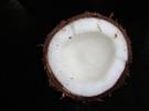 planta de coco