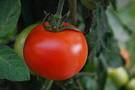 planta de tomates