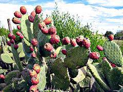 planta de cactus