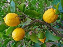 planta de limón