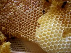 panel de abejas
