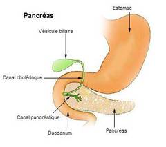 el pancreas