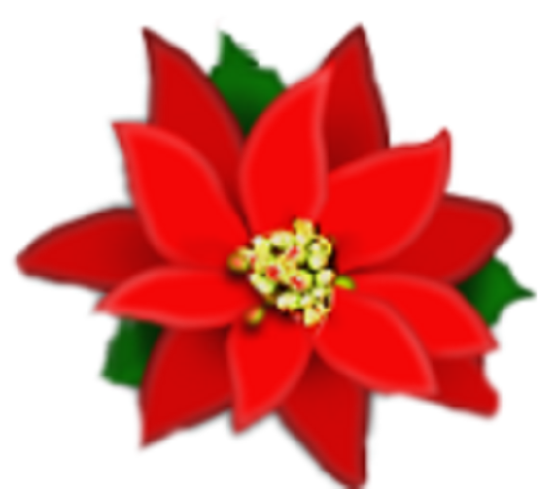 Flor de Nochebuena