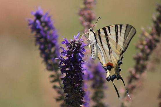 planta de lavanda
